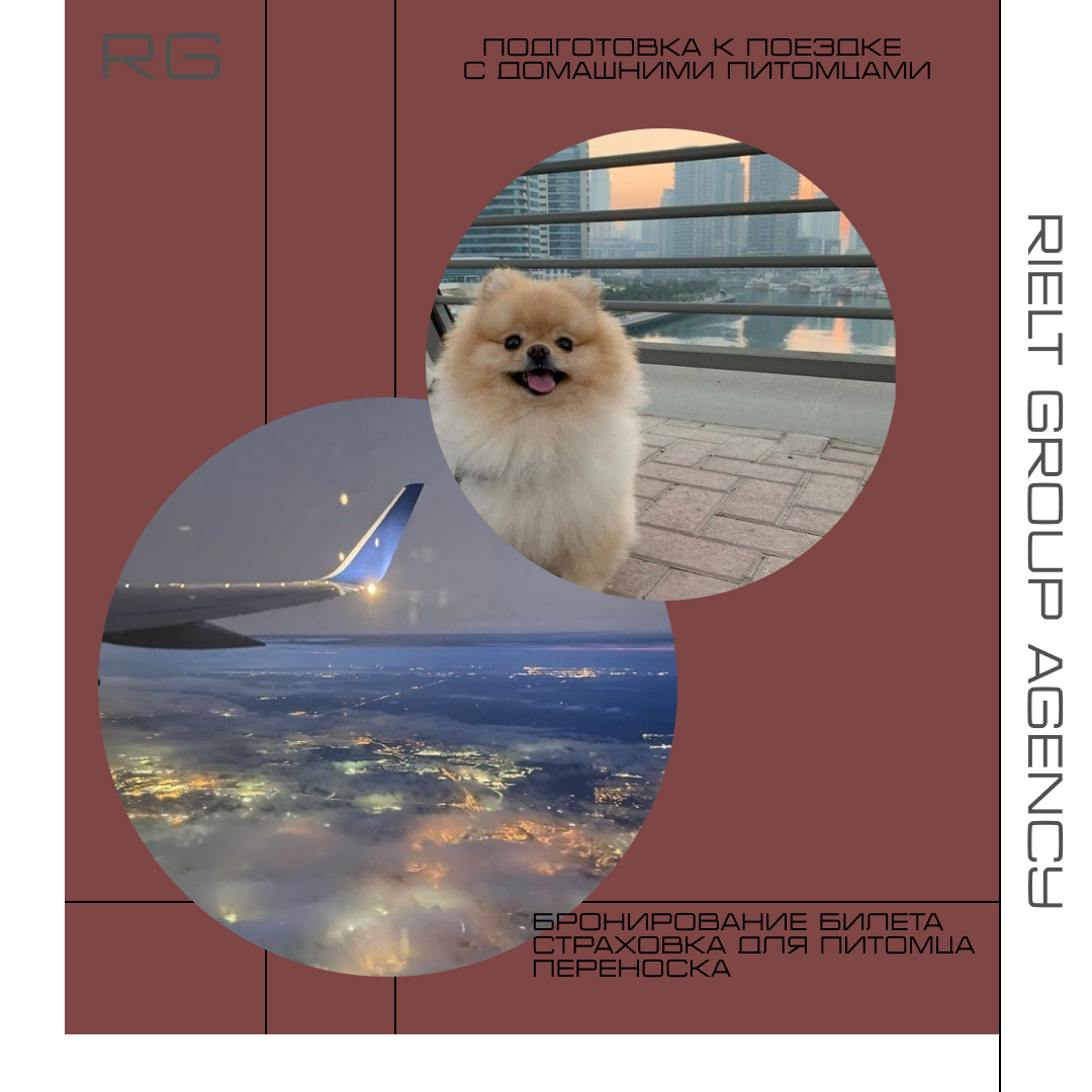 Подготовка к поездке с домашними питомцами — обложка статьи